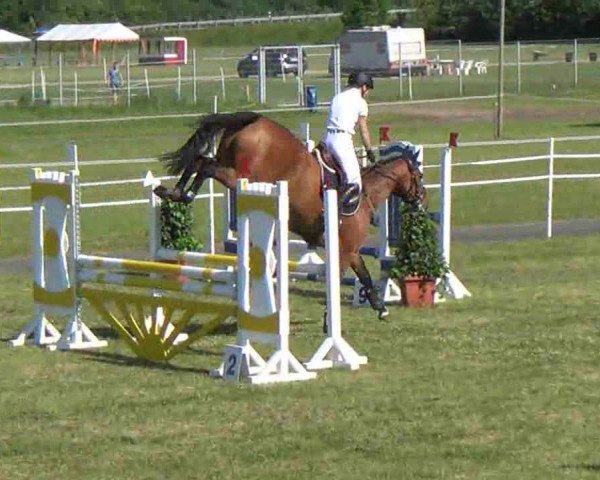 Nord-Ost-Pferd 2013