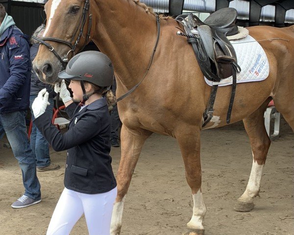 dressage horse Amigo 893 (unknown, 1996)