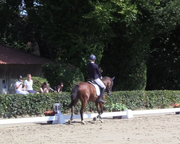 Reitturnier Werne 2024