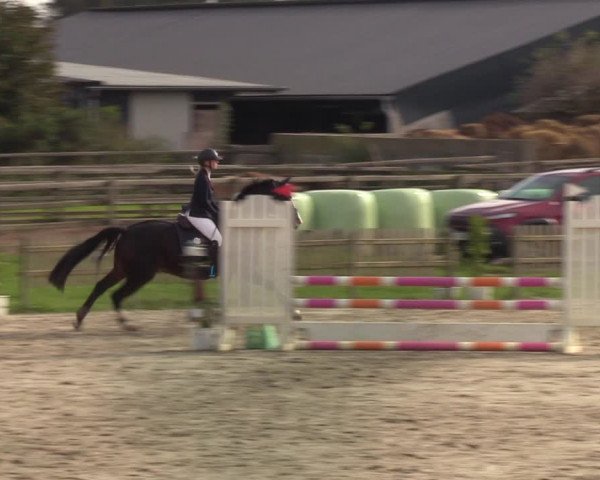 Reitturnier Schülp / Rendsburg 2021