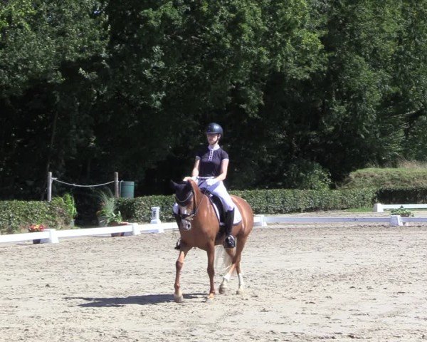Reitturnier Werne 2024