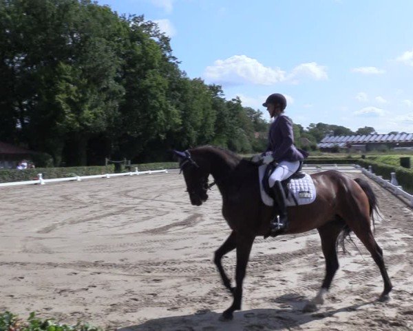 Reitturnier Werne 2024