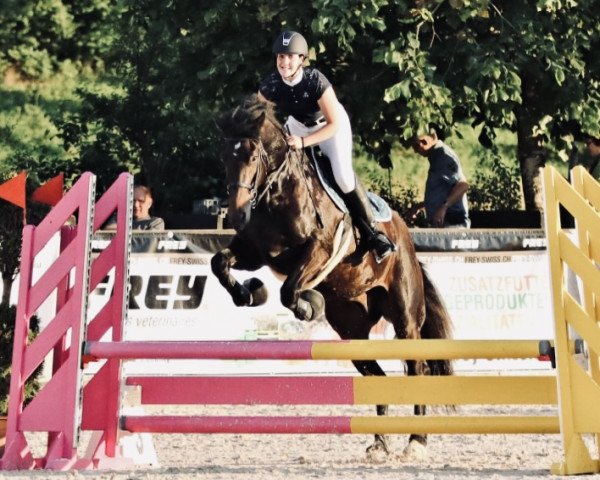 Springpferd Nico Nag CH (Freiberger, 2017, von Navarino CH)