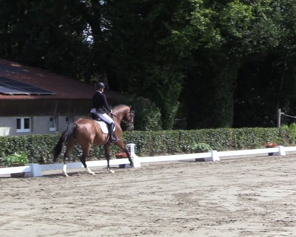 Reitturnier Werne 2024