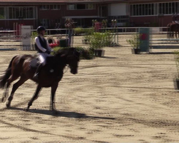Reitturnier Werne 2024