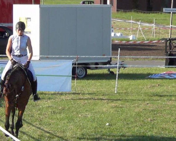 Nord-Ost-Pferd 2013