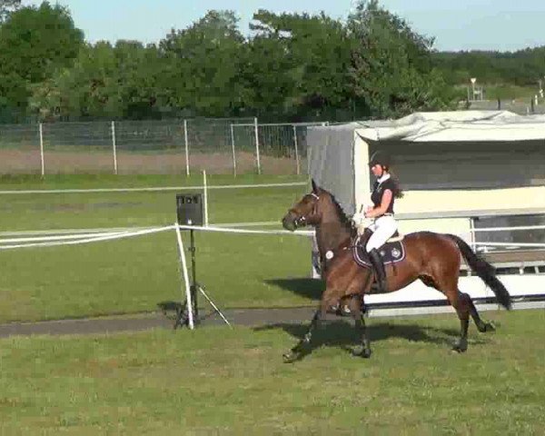 Nord-Ost-Pferd 2013