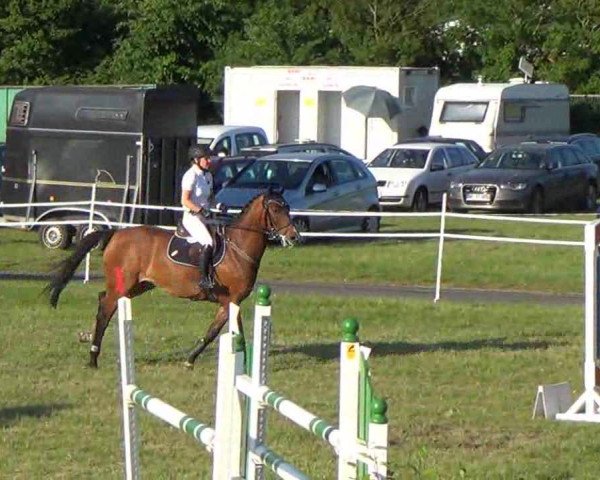 Nord-Ost-Pferd 2013