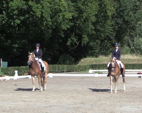 Reitturnier Werne 2024