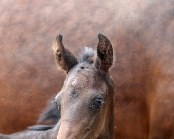 horse Tamarillo (Westphalian, 2021, from Total McLaren)