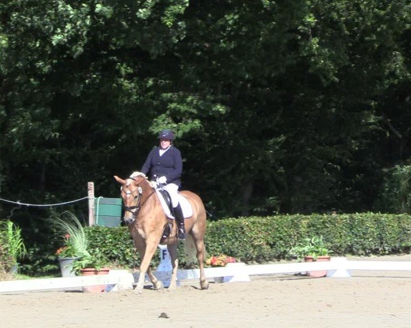 Reitturnier Werne 2024