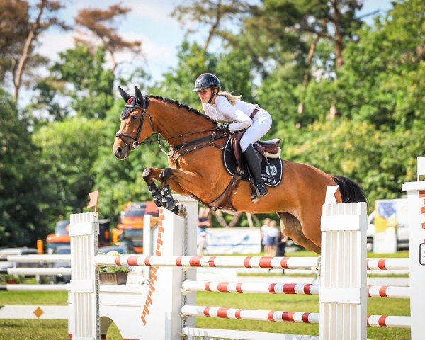 jumper Catharina 16 (German Sport Horse, 2017, from Colman)
