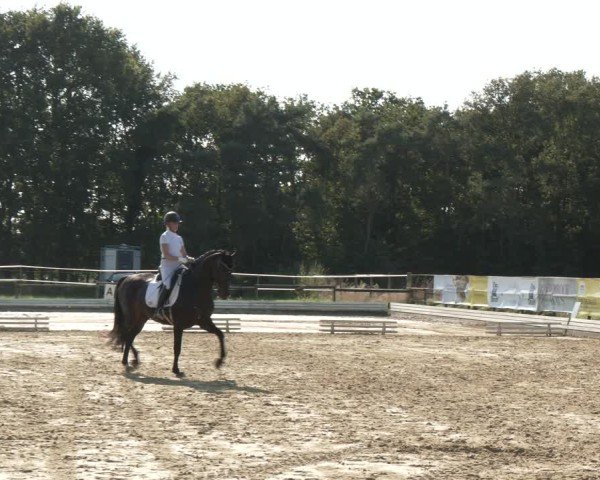 Reitturnier Ostbevern 2024