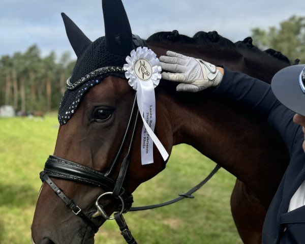 dressage horse Bella Vita-H (Hanoverian, 2019, from Callaho's Benicio) dressage horse Bella Vita-H (Hanoverian, 2019, from Callaho's Benicio)