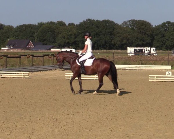 Reitturnier Ostbevern 2024