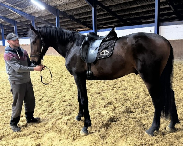 stallion Jumanji KD (Westphalian, 2022, from Jazz)
