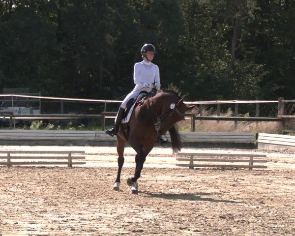 Reitturnier Ostbevern 2024