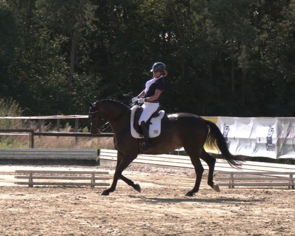 Reitturnier Ostbevern 2024
