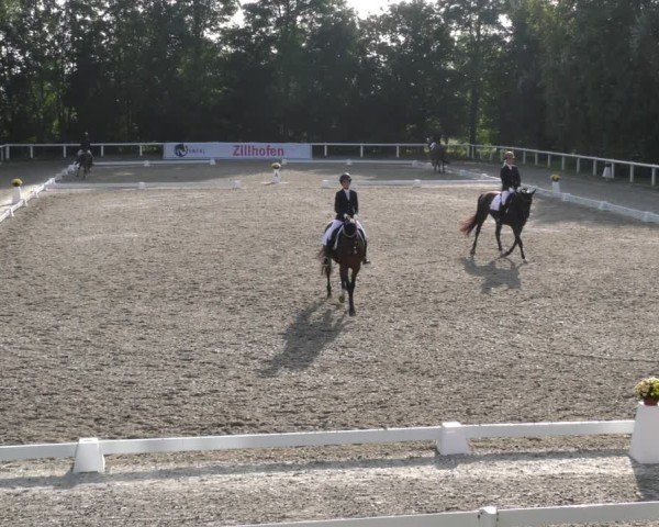 Reitturnier Zillhofen/Obb. 2024