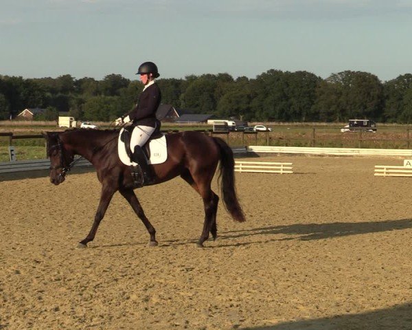 Reitturnier Ostbevern 2024