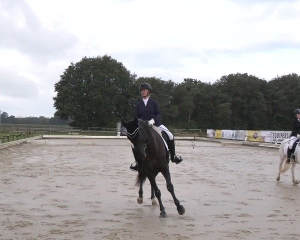 Reitturnier Ostbevern 2024