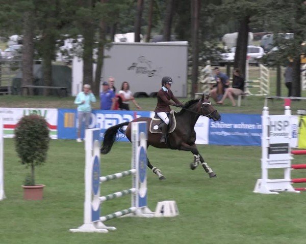 Reitturnier Cottbus-Sielow 2024
