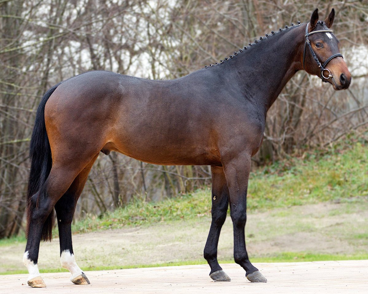 Deckhengst Qualify (Oldenburger, 2011, von Quality 9)