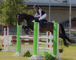 Springpferd Ophelia 92 (Deutsches Sportpferd, 2018, von Origi D'o)