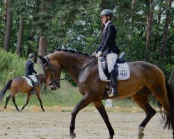 jumper Kavani (German Sport Horse, 2020, from Kaiserwind)