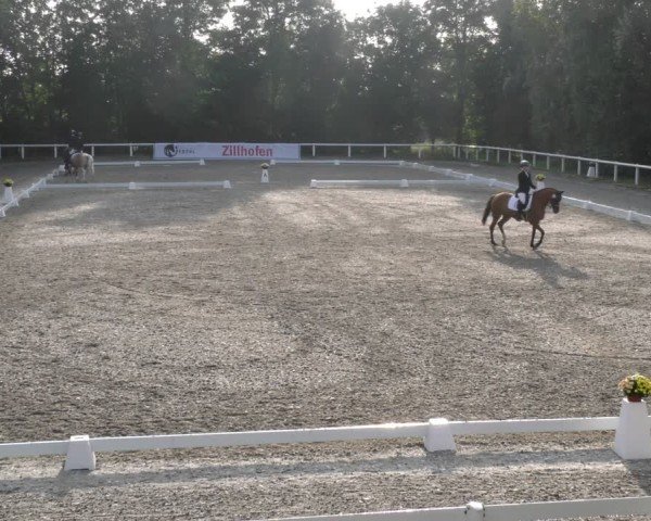 Reitturnier Zillhofen/Obb. 2024