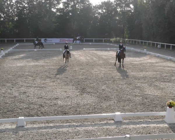 Reitturnier Zillhofen/Obb. 2024