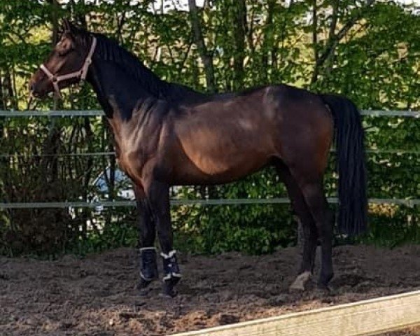jumper Double Wood (Westphalian, 2016, from Tailormade's Diarado's Boy 256 FIN)