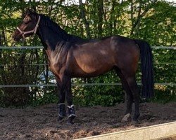 jumper Double Wood (Westphalian, 2016, from Tailormade's Diarado's Boy 256 FIN)