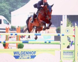 jumper Zentos (German Warmblood, 2008, from Zento)