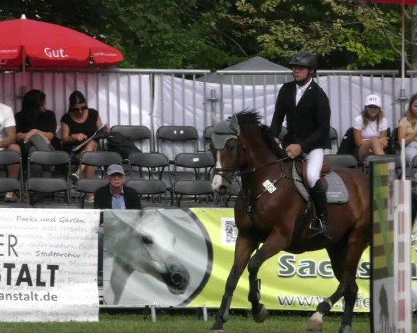 Reitturnier Aschersleben 2024