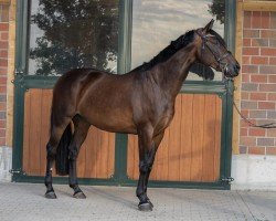 Springpferd Liberty 378 (Slowakisches Warmblut, 2013, von Pompey)
