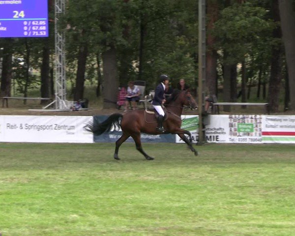 Reitturnier Cottbus-Sielow 2024