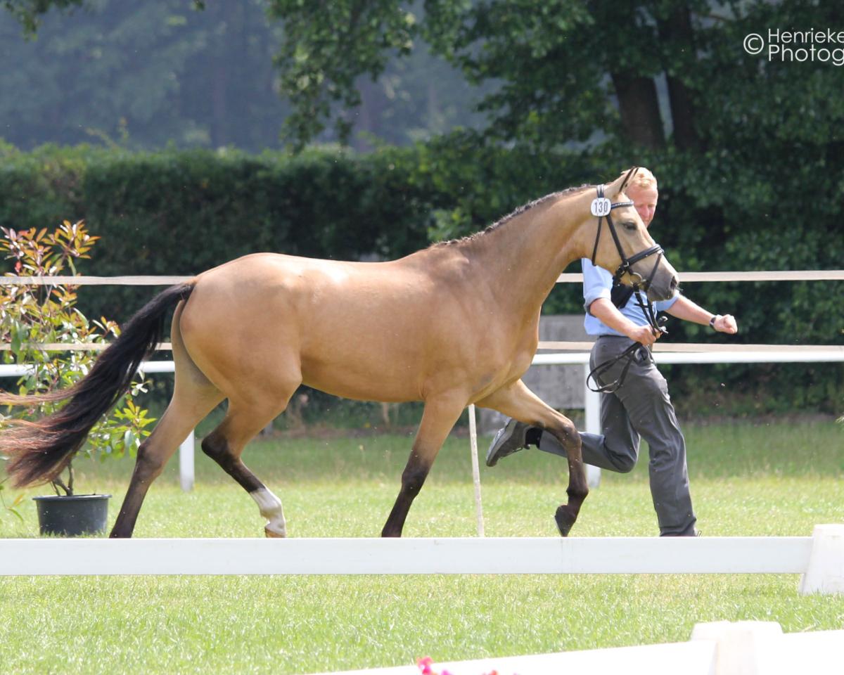 Broodmare A New Daylight (Westphalian, 2012, from A Gorgeous) - Stuten und Fohlenschau in Steinhagen 2015. Foto H. Erfling