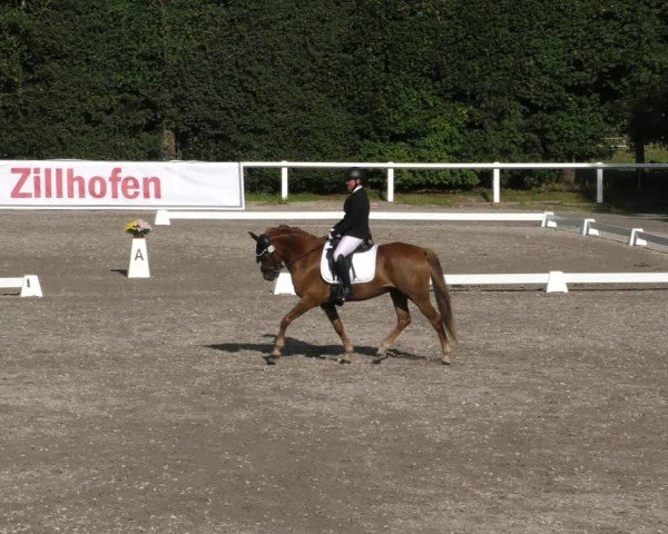 Reitturnier Zillhofen/Obb. 2024