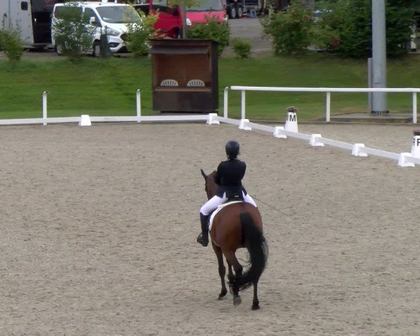 Reitturnier Bülach 2024