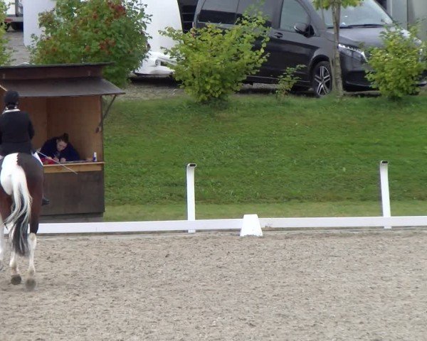 Reitturnier Bülach 2024