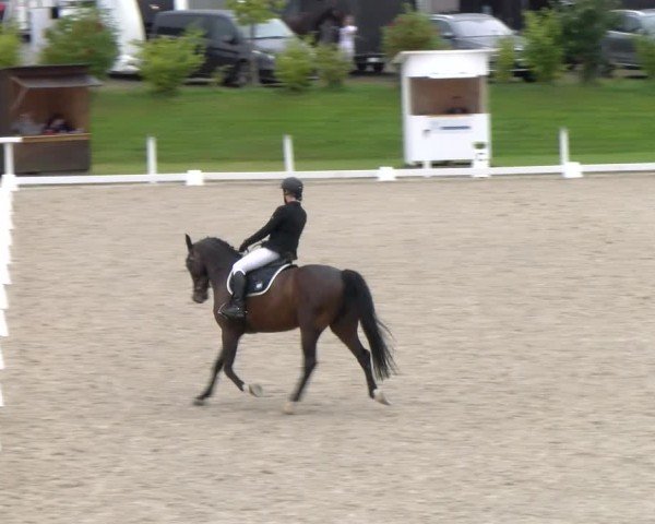 Reitturnier Bülach 2024