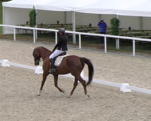 Reitturnier Bülach 2024