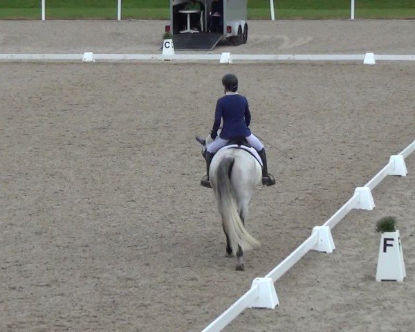 Reitturnier Bülach 2024
