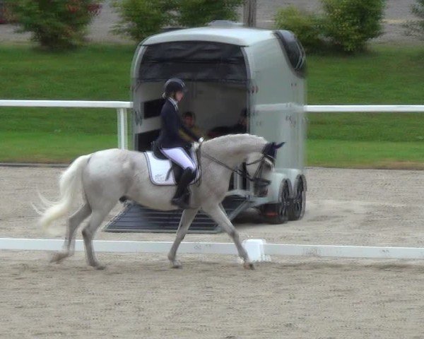 Reitturnier Bülach 2024