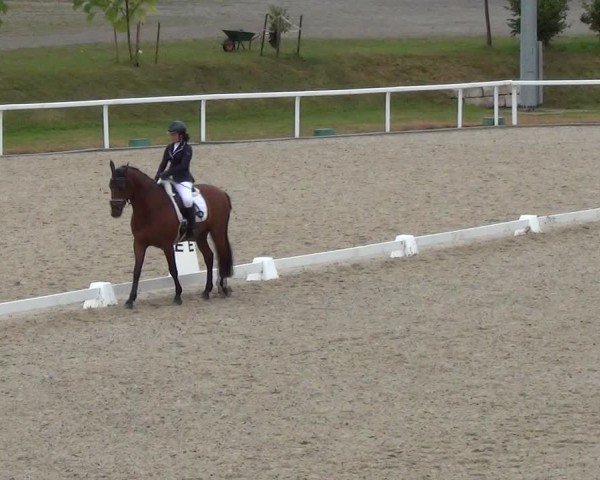 Reitturnier Bülach 2024