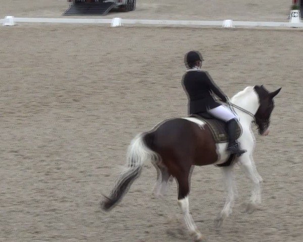 Reitturnier Bülach 2024