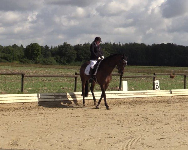 Reitturnier Ostbevern 2024