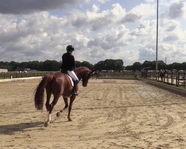Reitturnier Ostbevern 2024