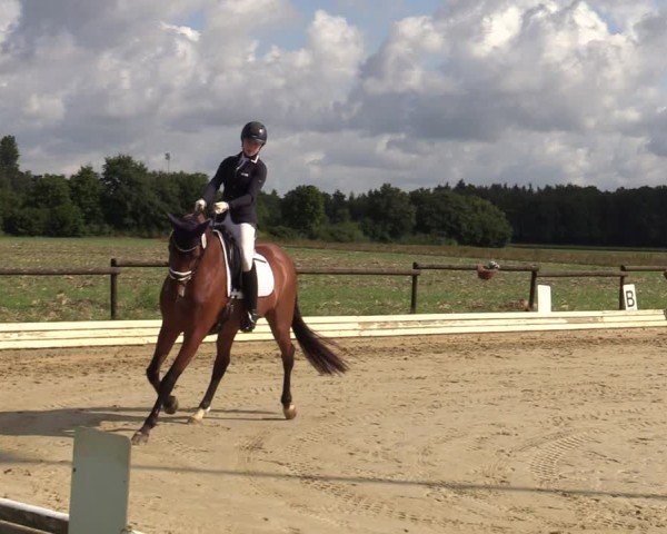 Reitturnier Ostbevern 2024